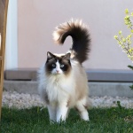 Лечебни храни за котки: какво не знаем?