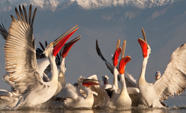 В околностите на Тутракан живее най-многобройната популация на къдроглави пеликани.