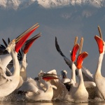 В околностите на Тутракан живее най-многобройната популация на къдроглави пеликани