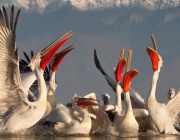 В околностите на Тутракан живее най-многобройната популация на къдроглави пеликани