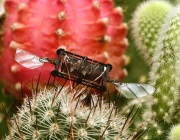 Пчели вдъхновиха техники за ремонт на увредени крила на роботизирани насекоми
