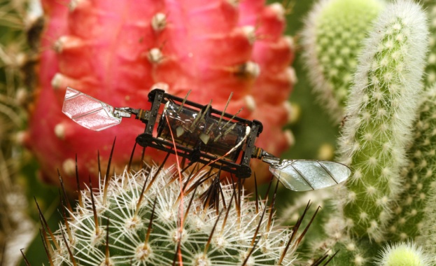 Пчели вдъхновиха техники за ремонт на увредени крила на роботизирани насекоми