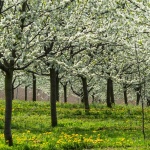 Отново е пролет...