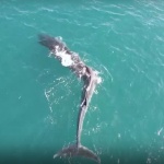 Заснеха 40-тонен кит с гръбначно изкривяване край испанските брегове