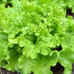 Обявиха продукта, смятан от лекарите за ключ към дълголетието