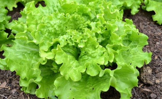 Много хора често използват марулята в любимите си ястия но