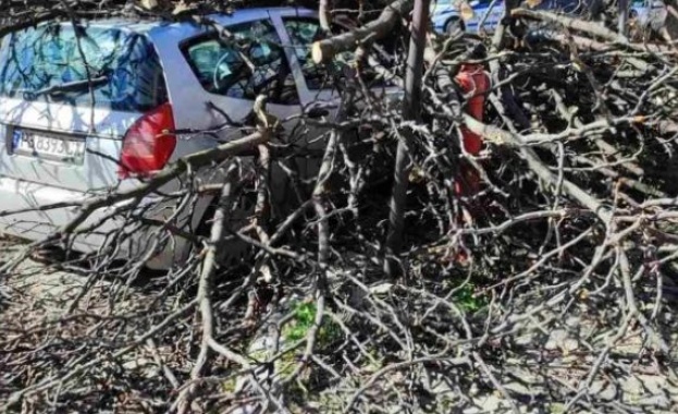 Дърво падна върху 64 годишен мъж на ул Петър Шилев в