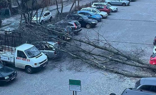 Силният вятър създаде доста проблеми на много места в страната