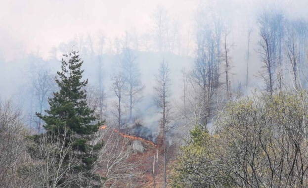 Пожар в горски масив между Стрелча и Копривщица видя зрител