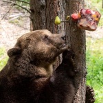Мечките в Белица се събудиха от зимен сън