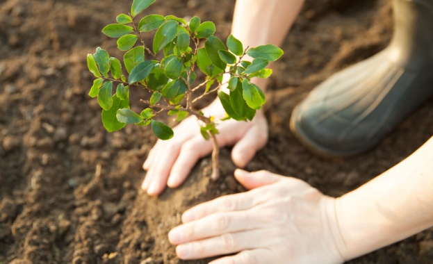 Над 4000 дръвчета и повече от 12 000 храсти са