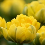 Парад на лалетата обагря Ботаническата градина в Балчик по Великден