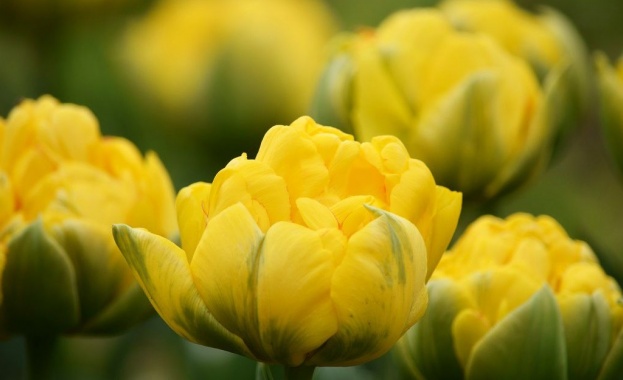 Цветен килим ще зарадва посетителите на Университетската ботаническа градина в