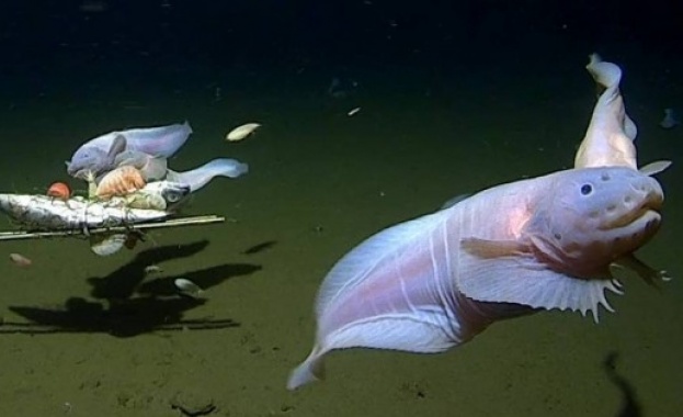 Група учени от Австралия и Япония заснеха риба от семейство