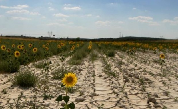 Проф. Нина Николова: В България има проблеми със засушаването