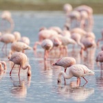 За първи път: Птици от вида розово фламинго започнаха да строят гнезда у нас