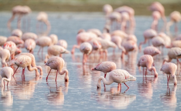 За първи път: Птици от вида розово фламинго започнаха да строят гнезда у нас