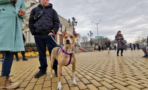 Кучето което през октомври посрещна депутатите от 48 ото Народно събрание