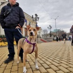 Кучето Фернанда посрещна и представителите на 49-ия парламент