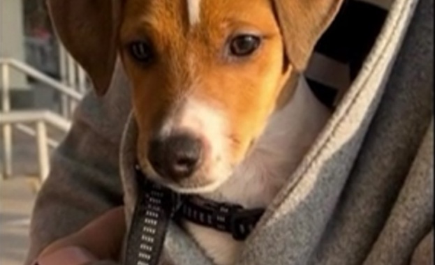 Шофьор прегази куче отскубнало се от каишката си по време