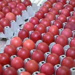 В Бачковския манастир боядисват 2023 червени яйца