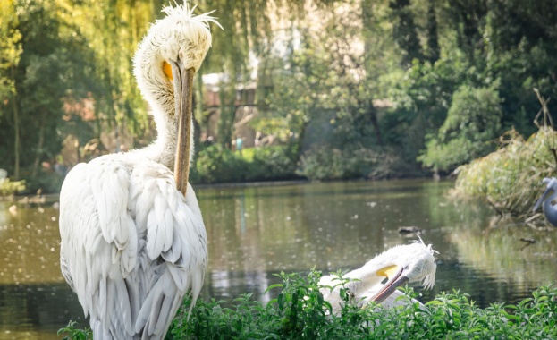 Къдроглави пеликанчета се излюпиха в най-стария зоопарк в света