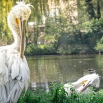 Къдроглави пеликанчета се излюпиха в най-стария зоопарк в света