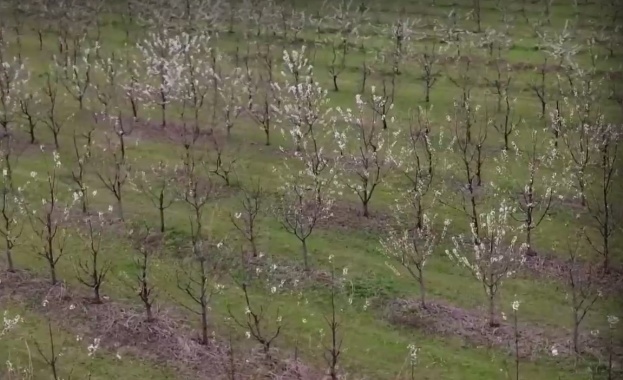 Последните топли зими и климатичните промени доведоха до нови вредители