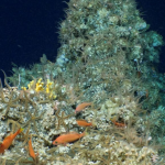 Нов коралов риф е открит край Галапагоските острови