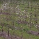 Климатичните промени доведоха до нови вредители по овощните дървета