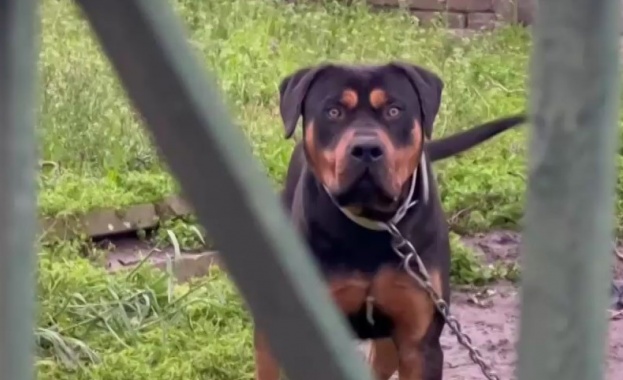 Ротвайлер нападна майка с едногодишно дете Хората от цяла улица