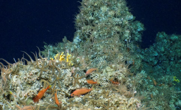 Научна експедиция откри неизвестен досега коралов риф с богата фауна