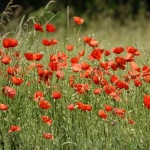 Огромен килим от макове "разцъфна" в Калифорния