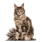 Екзотични породи котки представя фелиноложка изложба във Варна