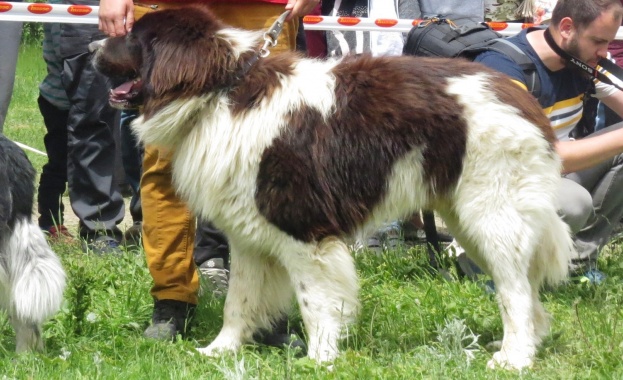 В софийското село Железница се провежда мащабна изложба на каракачански
