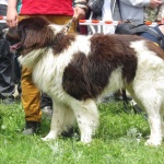 Изложба на каракачанските кучета се провежда в Железница