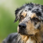 Мъж застреля куче на улица във Велинград