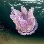 Лилави медузи в Йонийско море предизвикват безпокойство