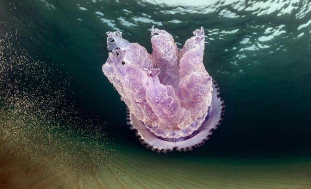 Беше повдигнато безпокойство относно появата на лилава медуза Pelagia noctiluca