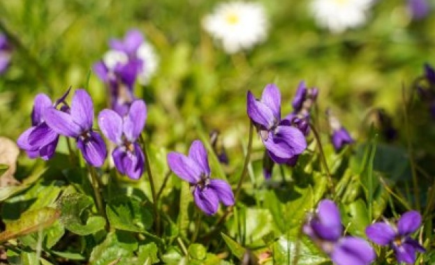 През нощта над цялата страна облачността ще намалее до незначителна