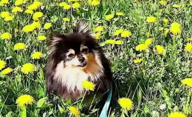 Пеещият померан Жаклин кучето станало известно в социалните мрежи