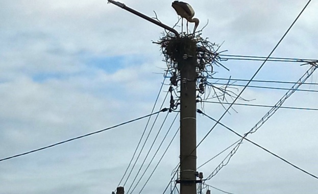 Платформи за щъркелови гнезда монтираха служители на ЕРП Север в