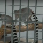 Нови попълнения в зоопарка в Стара Загора