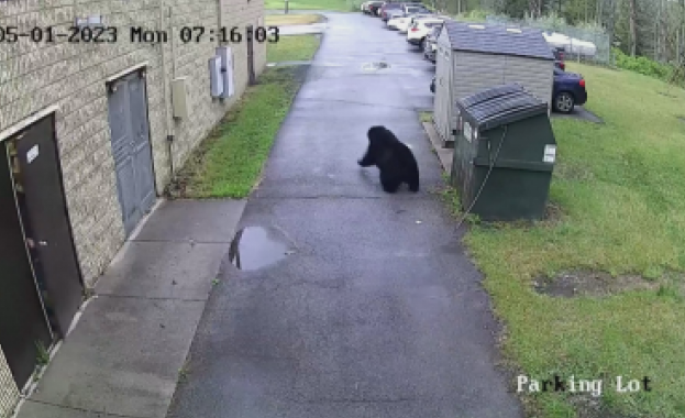 Неочаквана среща в училище в Западна Вирджиния Мечка изскочи от