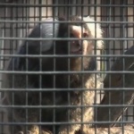 Едни от най-редките видове маймуни в света пристигнаха в зоопарка в Бургас