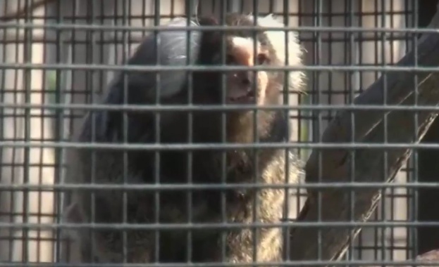 Екзотични маймуни и сурикати са най-новите обитатели в зоопарк Бургас.