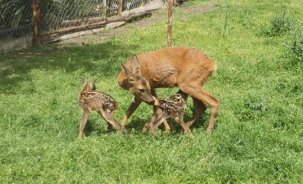 Страхливка стана майка на близнаци Тя е една от сърничките