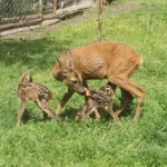 Спасена от бракониери сърничка роди близнаци в бургаския зоопарк