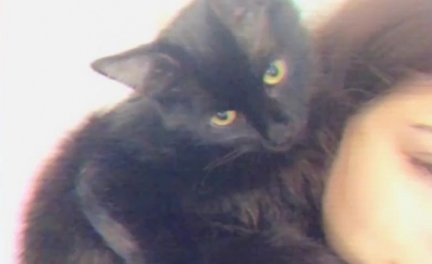 Пореден случай на насилие над животно Домашна котка е била