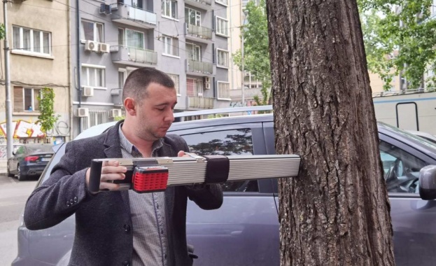 Столична община: Опасните дървета в центъра на София ще бъдат подменени с чинари